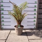 Stromová papraď  (Cyathea cooperi) ´HIGHLAND LACE´ - výška 60-80 cm, kont.C6L